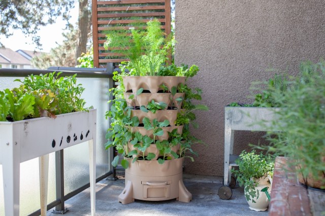 Green Thumb 101: Essential Gardening Tips for Novice Gardeners
